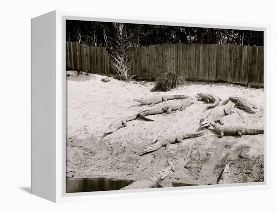 Crocodiles I.E. Alligators at Alligator Joes, Palm Beach, Fla.-null-Framed Stretched Canvas