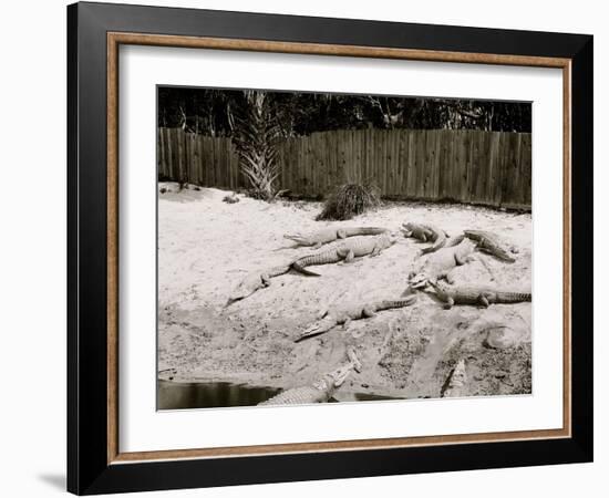 Crocodiles I.E. Alligators at Alligator Joes, Palm Beach, Fla.-null-Framed Photo