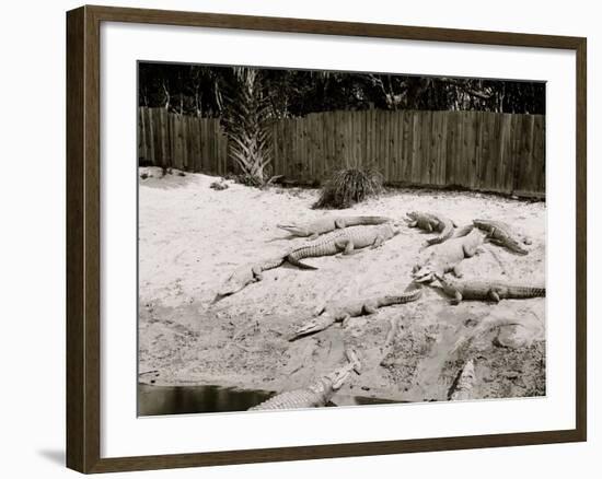 Crocodiles I.E. Alligators at Alligator Joes, Palm Beach, Fla.-null-Framed Photo