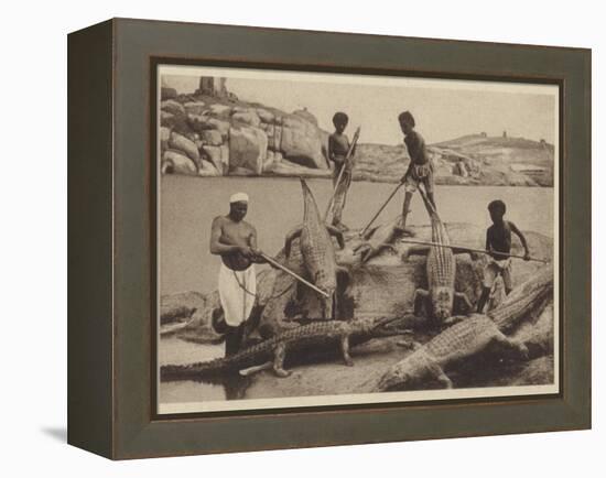 Crocodiles-null-Framed Premier Image Canvas