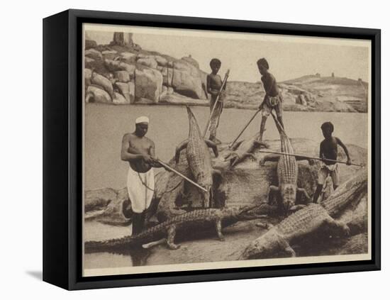 Crocodiles-null-Framed Premier Image Canvas