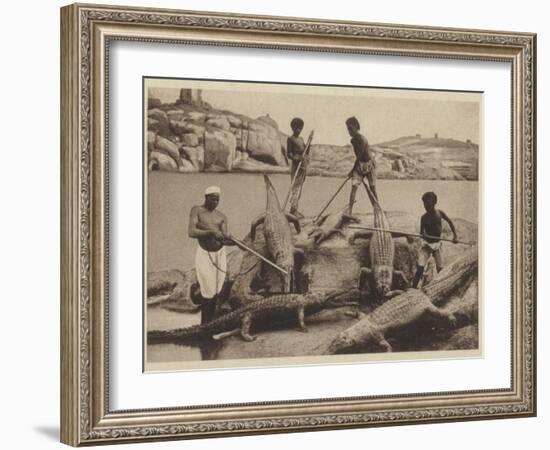 Crocodiles-null-Framed Photographic Print