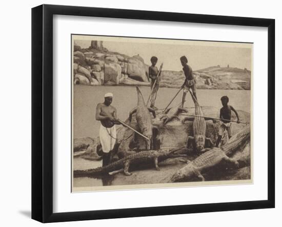 Crocodiles-null-Framed Photographic Print