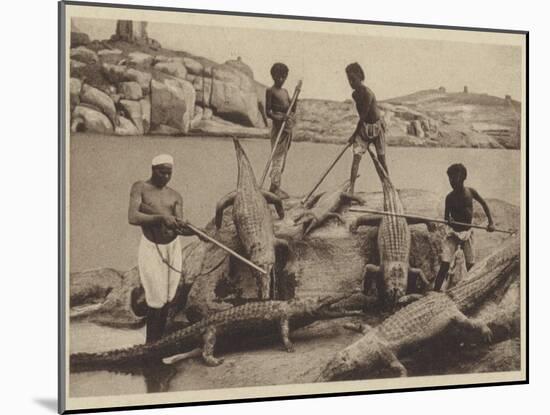 Crocodiles-null-Mounted Photographic Print