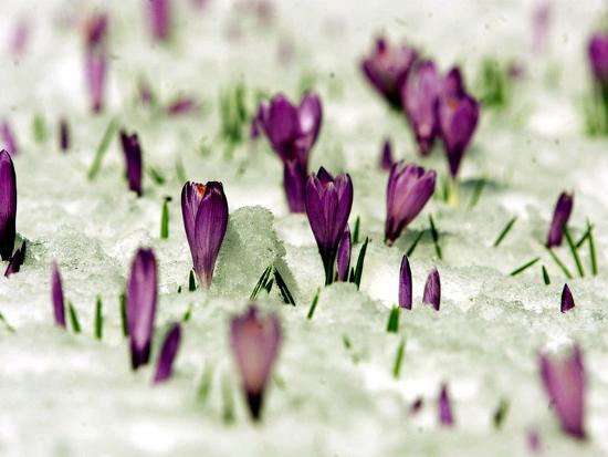 Premium Photographic Print, , large