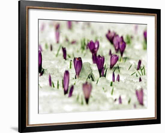 Crocus Blossoms Break Through the Snow Blanket-null-Framed Photographic Print