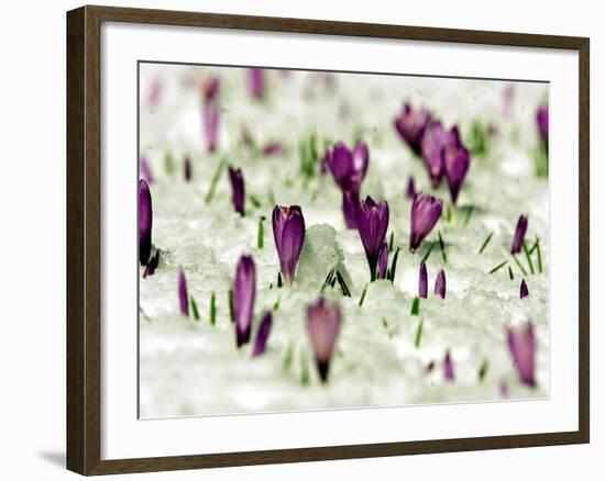 Crocus Blossoms Break Through the Snow Blanket-null-Framed Photographic Print