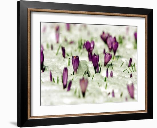 Crocus Blossoms Break Through the Snow Blanket-null-Framed Photographic Print