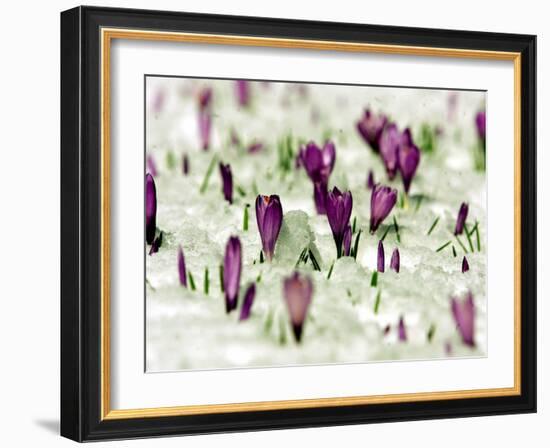 Crocus Blossoms Break Through the Snow Blanket-null-Framed Photographic Print