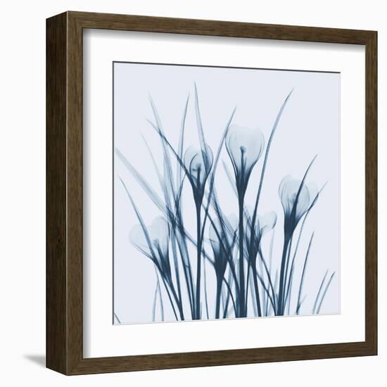 Crocus Blue-Albert Koetsier-Framed Art Print