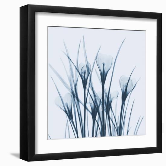 Crocus Blue-Albert Koetsier-Framed Art Print