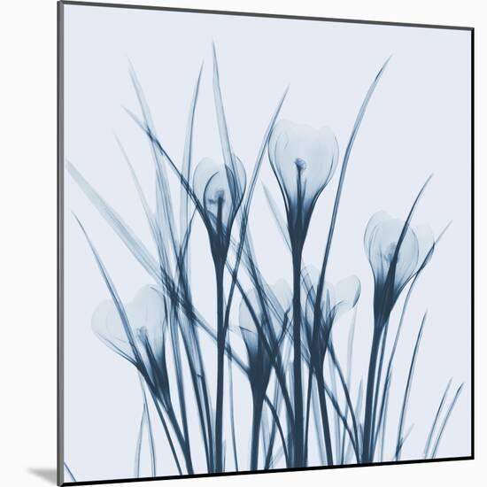 Crocus Blue-Albert Koetsier-Mounted Art Print