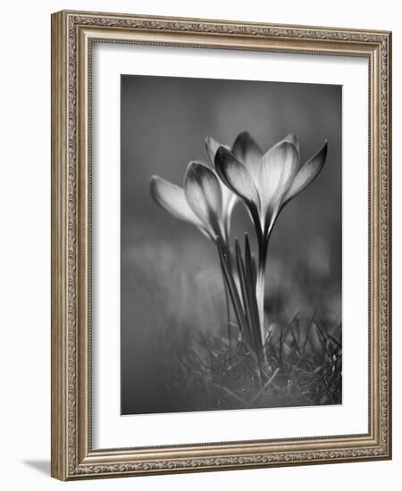 Crocus BW-István Nagy-Framed Photographic Print