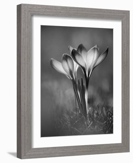 Crocus BW-István Nagy-Framed Photographic Print