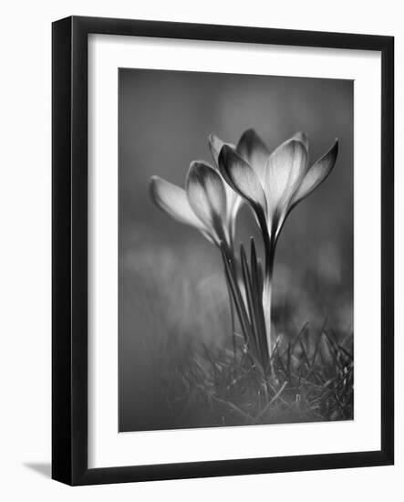 Crocus BW-István Nagy-Framed Photographic Print