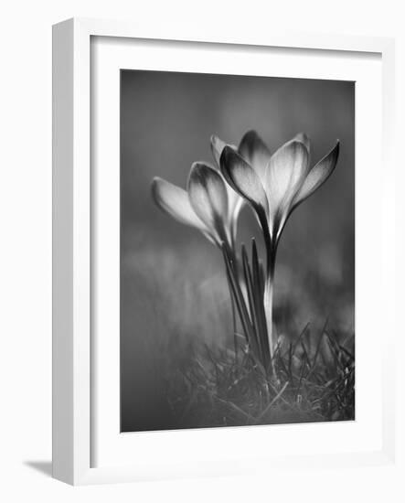 Crocus BW-István Nagy-Framed Photographic Print