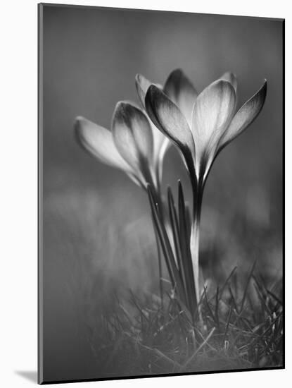 Crocus BW-István Nagy-Mounted Photographic Print