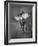 Crocus BW-István Nagy-Framed Photographic Print