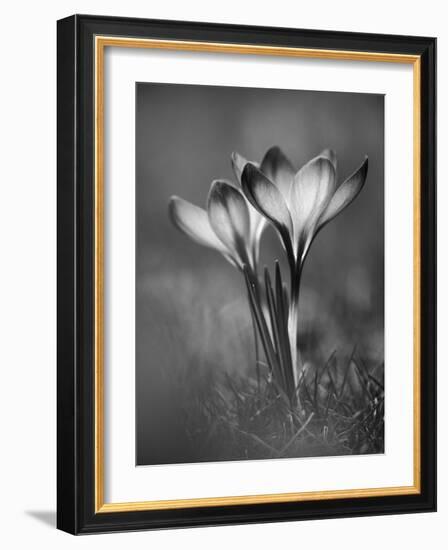 Crocus BW-István Nagy-Framed Photographic Print