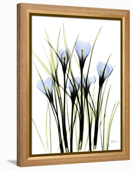 Crocus C38-Albert Koetsier-Framed Premier Image Canvas