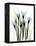 Crocus C38-Albert Koetsier-Framed Premier Image Canvas