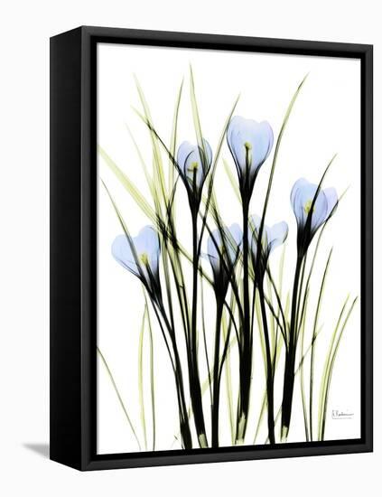 Crocus C38-Albert Koetsier-Framed Premier Image Canvas