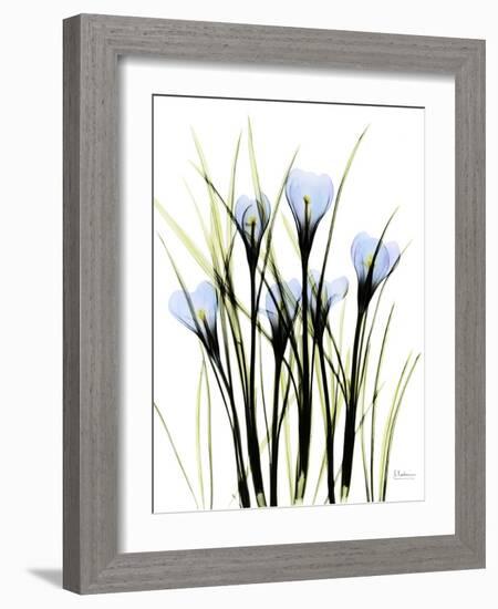 Crocus C38-Albert Koetsier-Framed Photographic Print