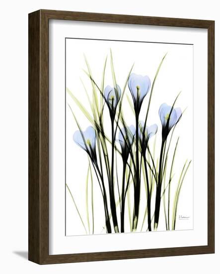 Crocus C38-Albert Koetsier-Framed Photographic Print