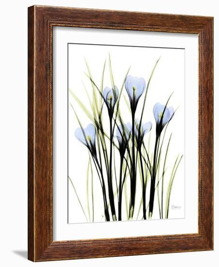 Crocus C38-Albert Koetsier-Framed Photographic Print