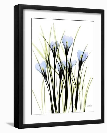 Crocus C38-Albert Koetsier-Framed Photographic Print