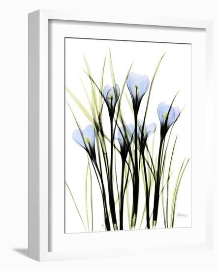 Crocus C38-Albert Koetsier-Framed Photographic Print