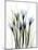 Crocus C38-Albert Koetsier-Mounted Photographic Print