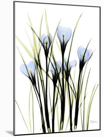 Crocus C38-Albert Koetsier-Mounted Photographic Print