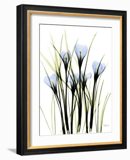 Crocus C38-Albert Koetsier-Framed Photographic Print