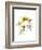 Crocus Dance-Judy Stalus-Framed Premium Giclee Print