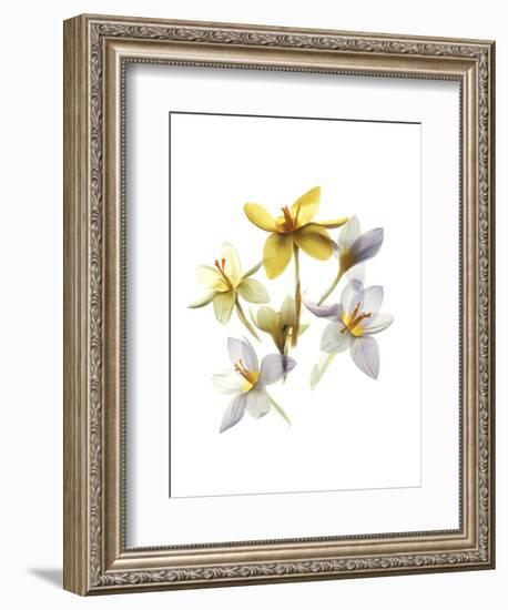 Crocus Dance-Judy Stalus-Framed Premium Giclee Print