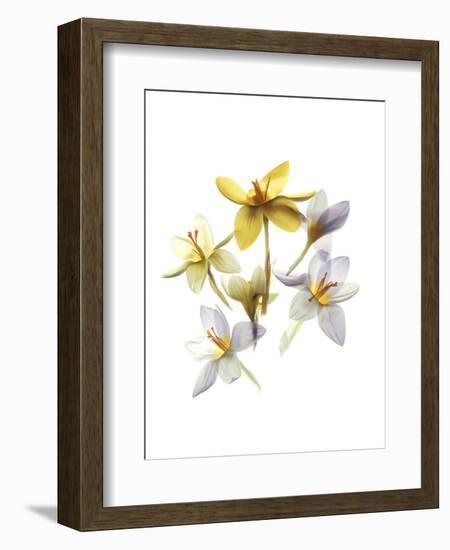 Crocus Dance-Judy Stalus-Framed Premium Giclee Print