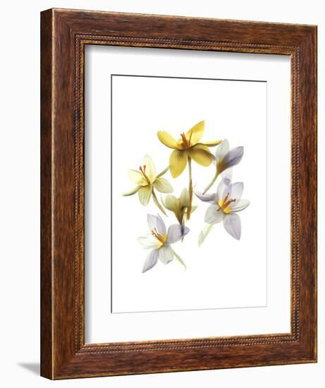 Crocus Dance-Judy Stalus-Framed Premium Giclee Print