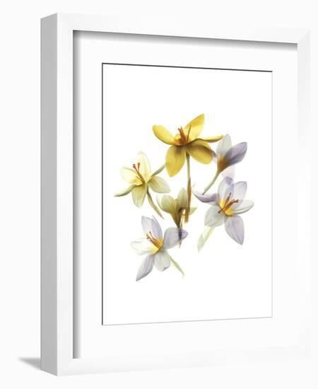 Crocus Dance-Judy Stalus-Framed Premium Giclee Print