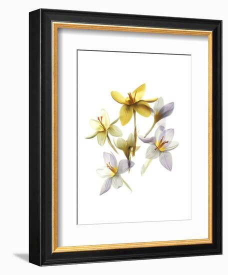 Crocus Dance-Judy Stalus-Framed Premium Giclee Print