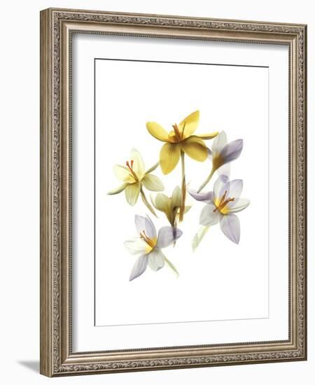 Crocus Dance-Judy Stalus-Framed Art Print