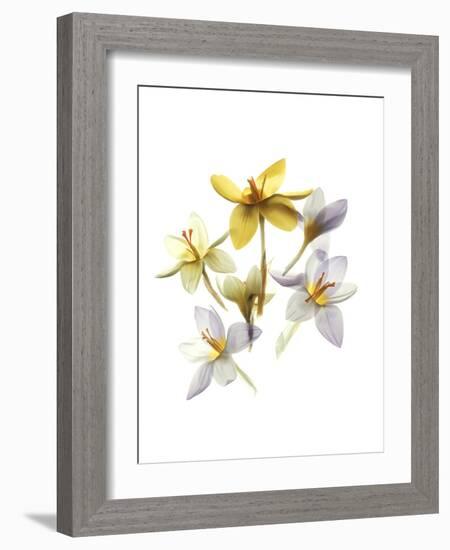 Crocus Dance-Judy Stalus-Framed Art Print