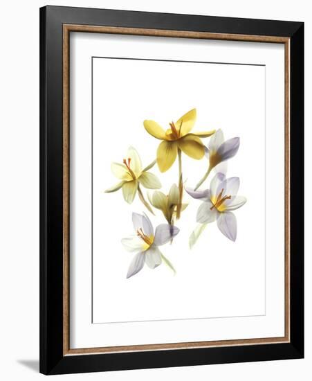 Crocus Dance-Judy Stalus-Framed Art Print