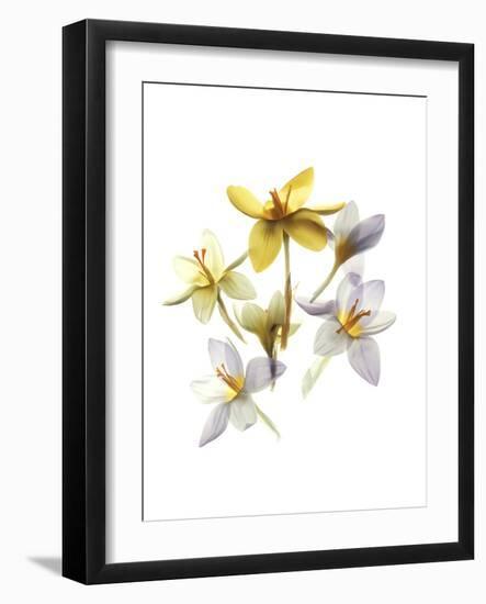 Crocus Dance-Judy Stalus-Framed Art Print