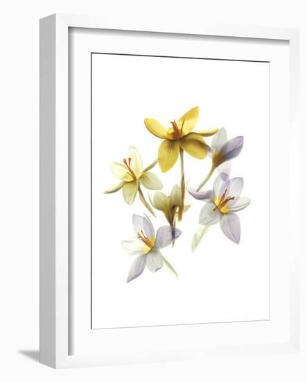 Crocus Dance-Judy Stalus-Framed Art Print