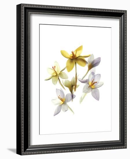 Crocus Dance-Judy Stalus-Framed Art Print