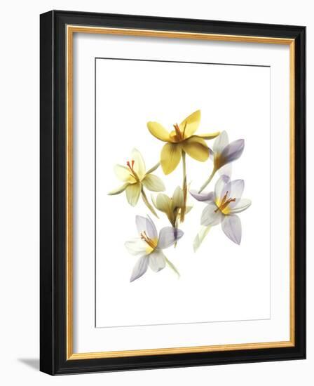 Crocus Dance-Judy Stalus-Framed Art Print