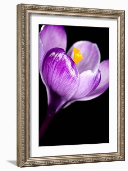 Crocus Flower (Crocus Sp.)-Lawrence Lawry-Framed Photographic Print