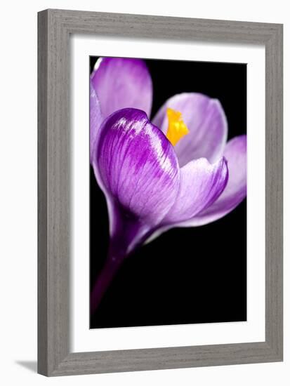 Crocus Flower (Crocus Sp.)-Lawrence Lawry-Framed Photographic Print