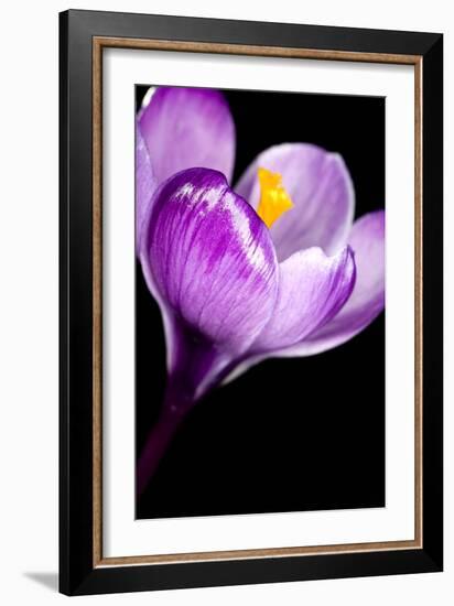 Crocus Flower (Crocus Sp.)-Lawrence Lawry-Framed Photographic Print